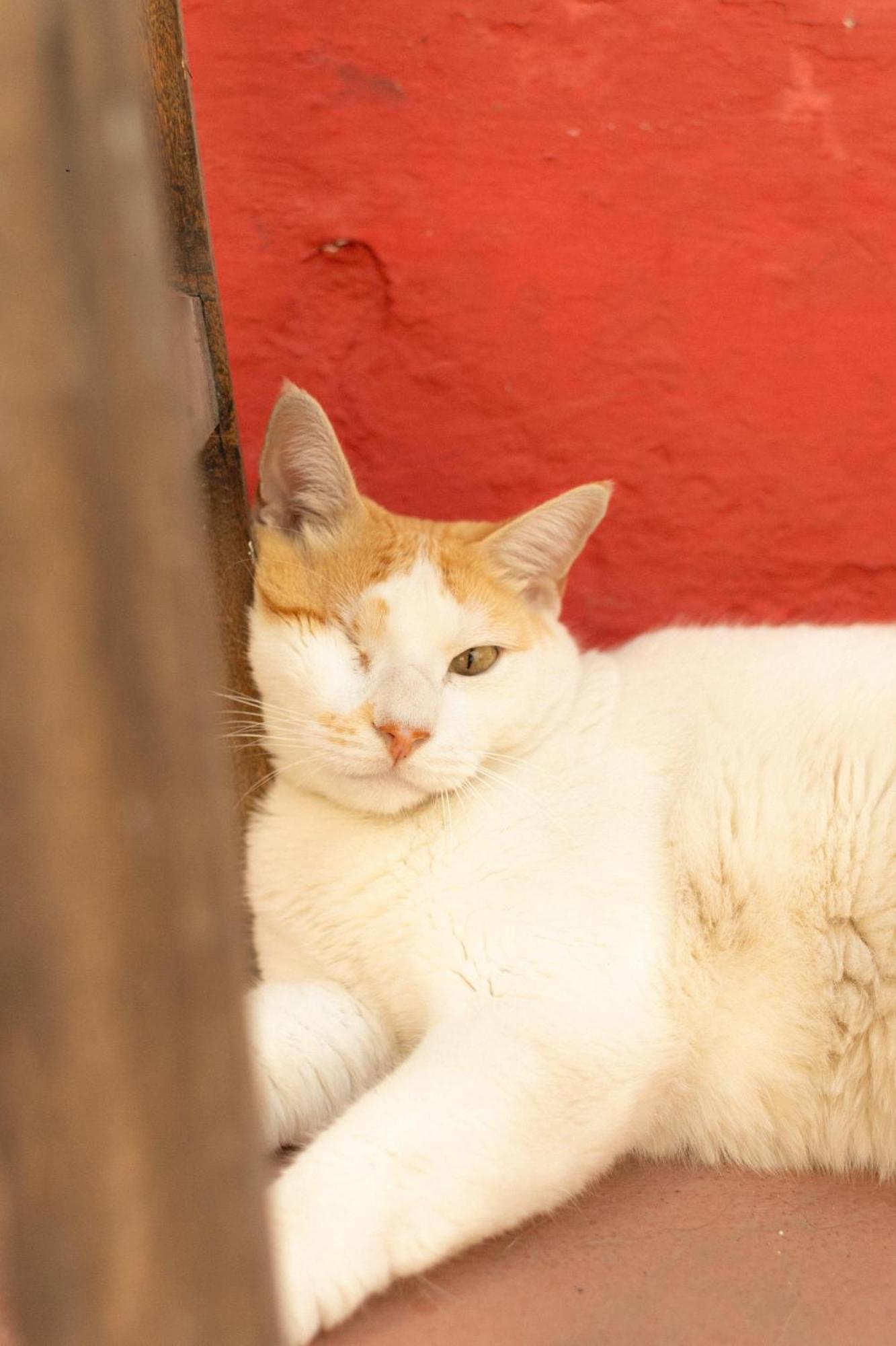 Zili Pernambuco - Hostel Pousada Recife Dış mekan fotoğraf